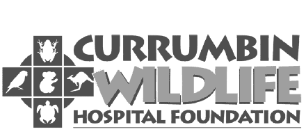 Currumbin Wildlife Hospital Foundation